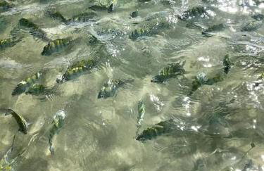 Casa de alto padrão em Maragogi - Alagoas - Foto 55