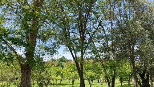 Quinta da Mata de Baixo - Foto 3