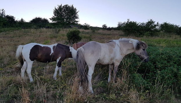 Seaside Serenity at Fuglsovig-by Traum - Foto 4, Miscelánea