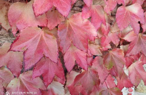 Domaine des Prés de Joussac - Entre Estuaire et Océan - Foto 28