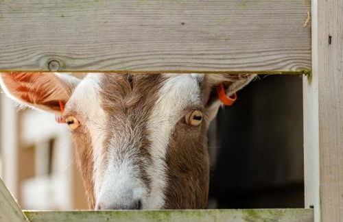 Swallow Cottage, Trewetha Farm - Photo 25