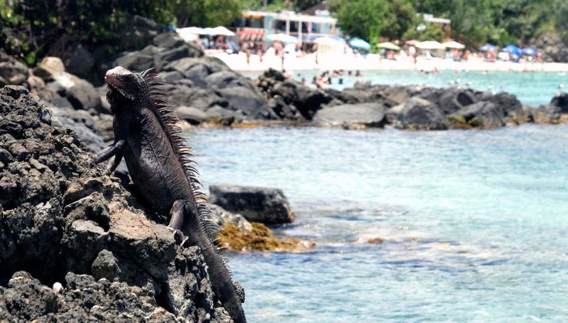 Iguane sauvage à Coki Beach