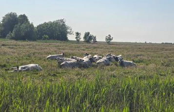 Oase am Deich - Photo 54