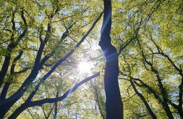 Siedlisko pod Aniołem - Foto 70