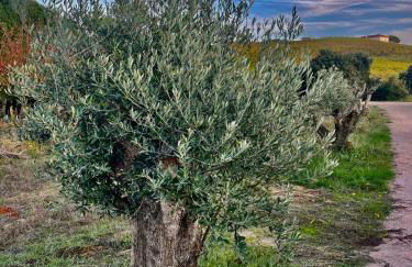 Maçussa Country House - Foto 31