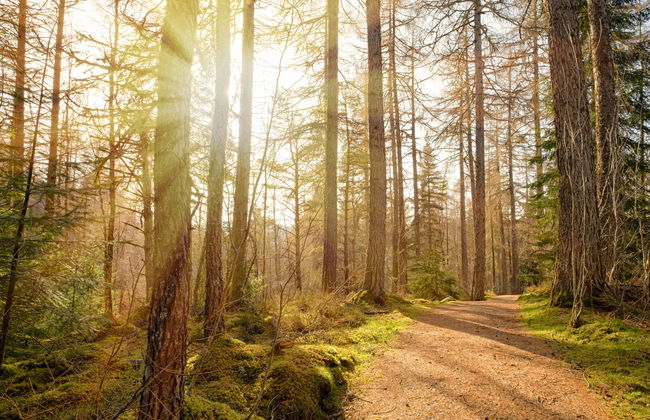 Rowan Cottage - Foto 26