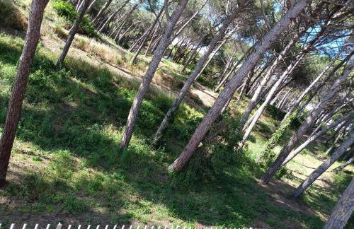 Bibbona Summer - Pineta 1 - - Foto 18