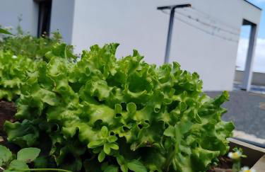 Paraiso Madeira - Suites - Foto 23