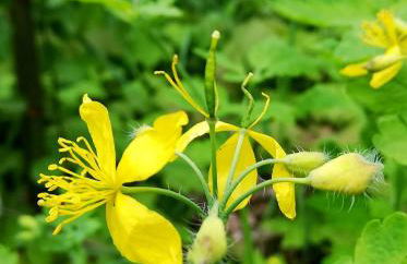Odenwald Lounge im Naturpark Bergstraße-Odenwald - Photo 27