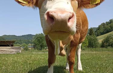 Agroturystyka Pod Bocianami Terka - Foto 9