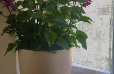 Into The Green Apartment - Foto 6