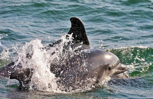 Villa Vintage - Foto 77