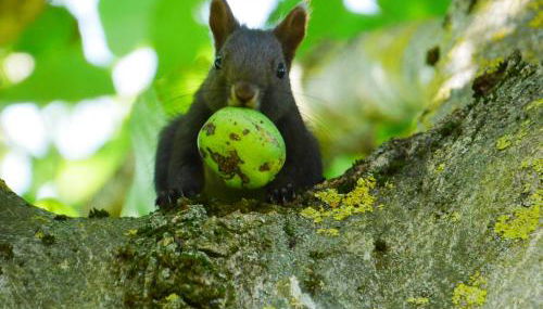 Ferienwohnung Eichkatzel - Foto 5, Garden view
