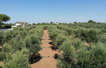 Villa tra gli ulivi - Foto 44