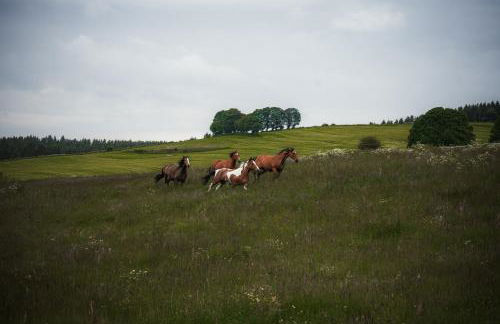Wohlfühl-Ferienhaus Eifel-Landurlaub mit Herz - Foto 29