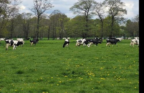 Gemütliche Wohnung mit Blick in die Wiesen - Foto 24