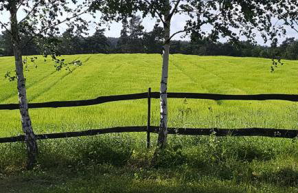 Agroturystyka Lisa Młyn - Foto 25