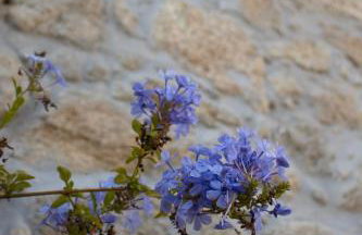 Quinta Dos Sonhos - Foto 8