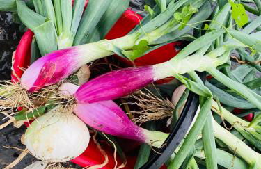 Incanto del Garda - Foto 64