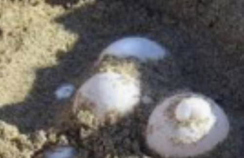 Villa Nicole - LUMINOSO APPARTAMENTO - Foto 46