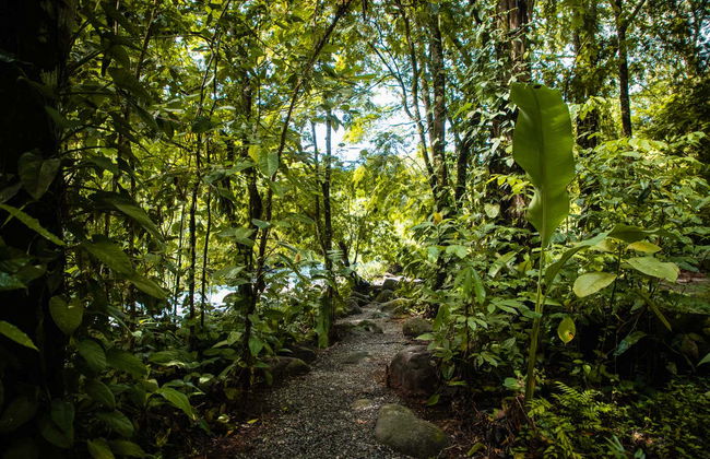 Tour di 2 o 3 giorni nel Parco Nazionale Tortuguero - Foto 7
