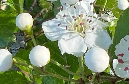 Waldläufer Brilon - Foto 36