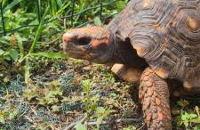 Escarpas do lago Mirante AP - Foto 33