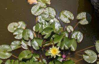 The Red Bougainvillea Apartments - Foto 77