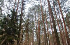 KURNIK - Domek pod lasem - Foto 27