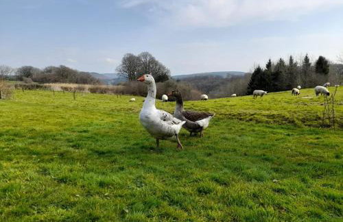 Cosy cottage with stunning views, close to Ludlow - Foto 12