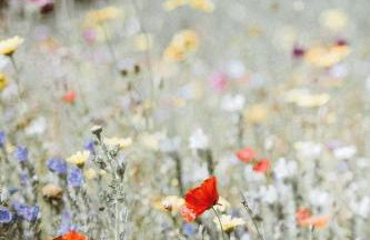 Wildgrün Mini Lodge 10 - Foto 14