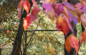 Stay Near Old Rag/White Oak Falls - Cozy Log Cabin - Foto 37