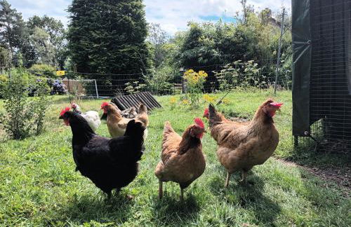 Rural Farm Stay with 6 cottages, 4 miles to Barnstaple, Pet friendly, Daily animal experiences, Outdoor heated pool, Games barn, Free fast WiFi, Free parking - Foto 8