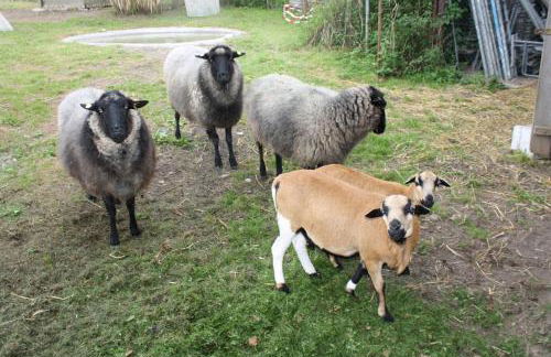 Landpension Zum Schweizerberg - Foto 14