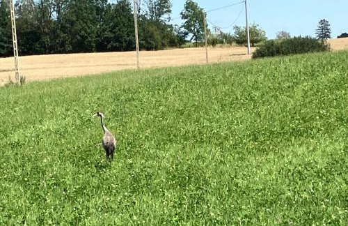 Nasz tatarak - sauna, plaża i kajaki w cenie - Foto 18