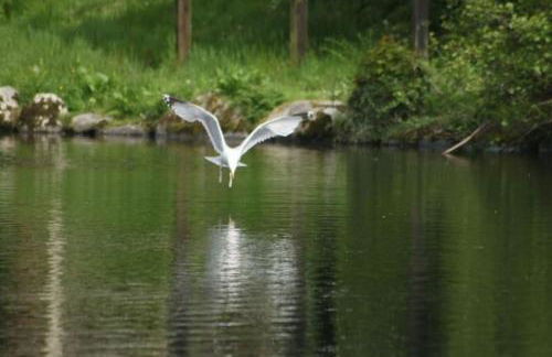 Stunning 3 Bed Riverside Cabin in Snowdonia - Photo 41