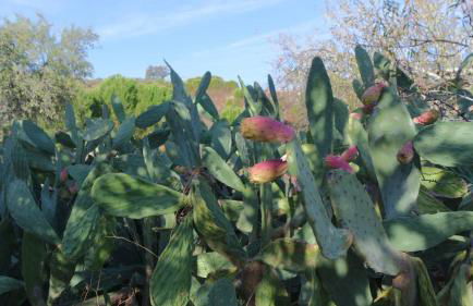 Monte Das Ferrarias - Foto 46