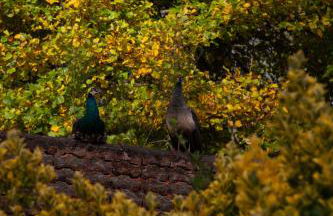 Valle Paraizo - Foto 36
