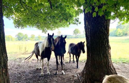 Cozy Farmhouse near Mammoth Cave on 45 acre farm - Foto 14