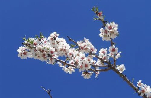 Cortijo La Estrella - Photo 63
