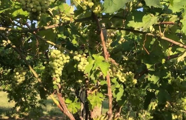 B&B Azienda Perconti - Foto 46