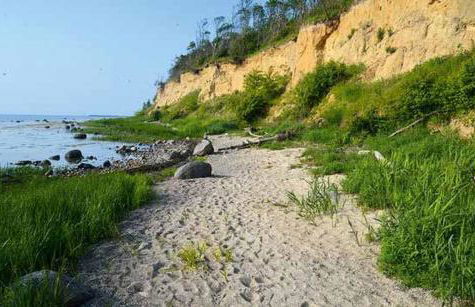 Spatzenhecke - Foto 2