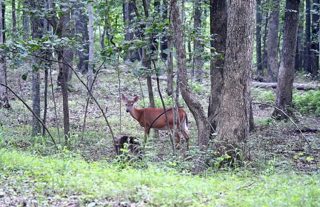 River Walk Cottage - Romantic Escape - Foto 15