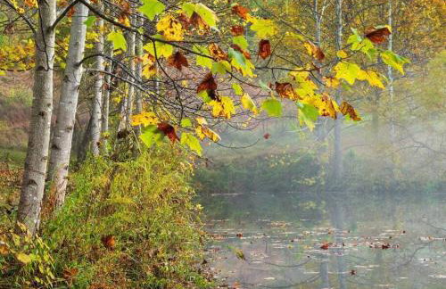 The Cottage at Perkins Hollow - Foto 17