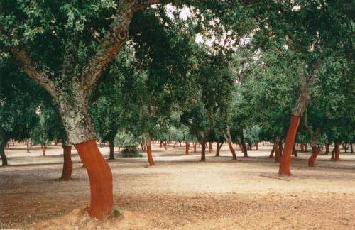 Monte do Brejinho de Água - Foto 63