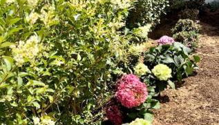 Novo Sancti Petri - Foto 4, Garden