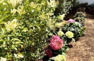 Novo Sancti Petri - Foto 4