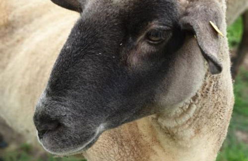 Oma Lina Haus - 4 SZ 2 Bäder großer Garten und Infrarot-Sauna - Photo 28