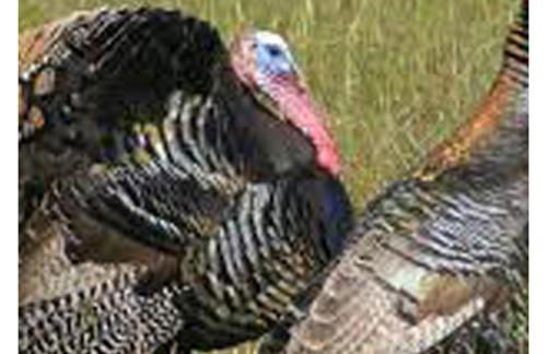 Brenda Lee History 2BR Villa Pool Hot Tub - Photo 69