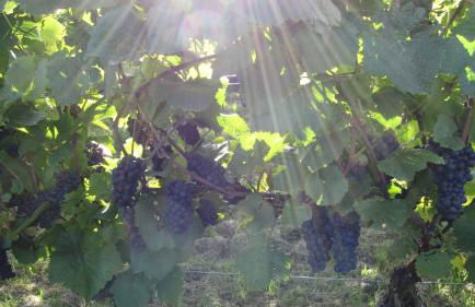 Ferienwohnung Pension am Weinberg - Foto 25